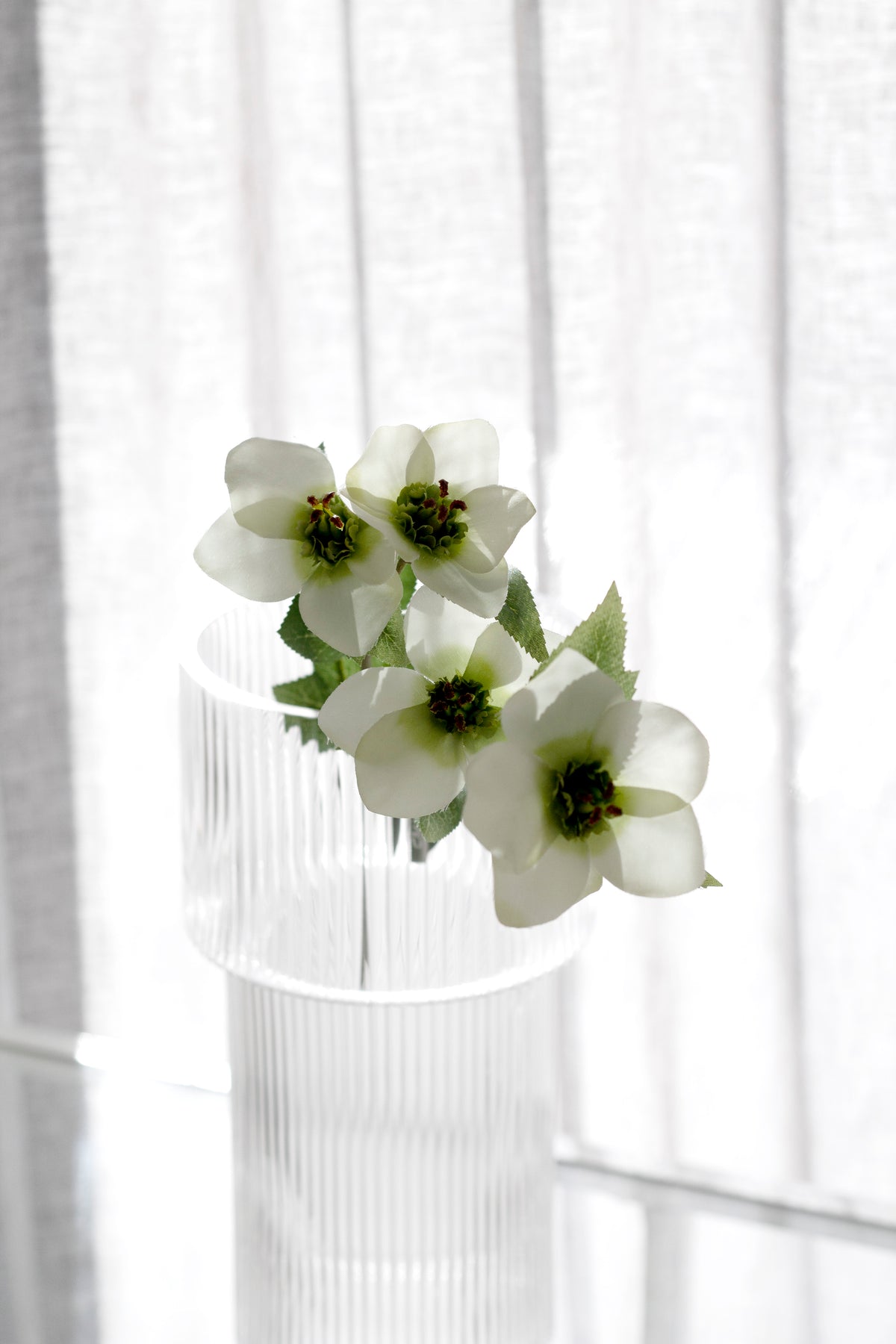 Cream hellebores in a ribbed glass vase by sheer curtains