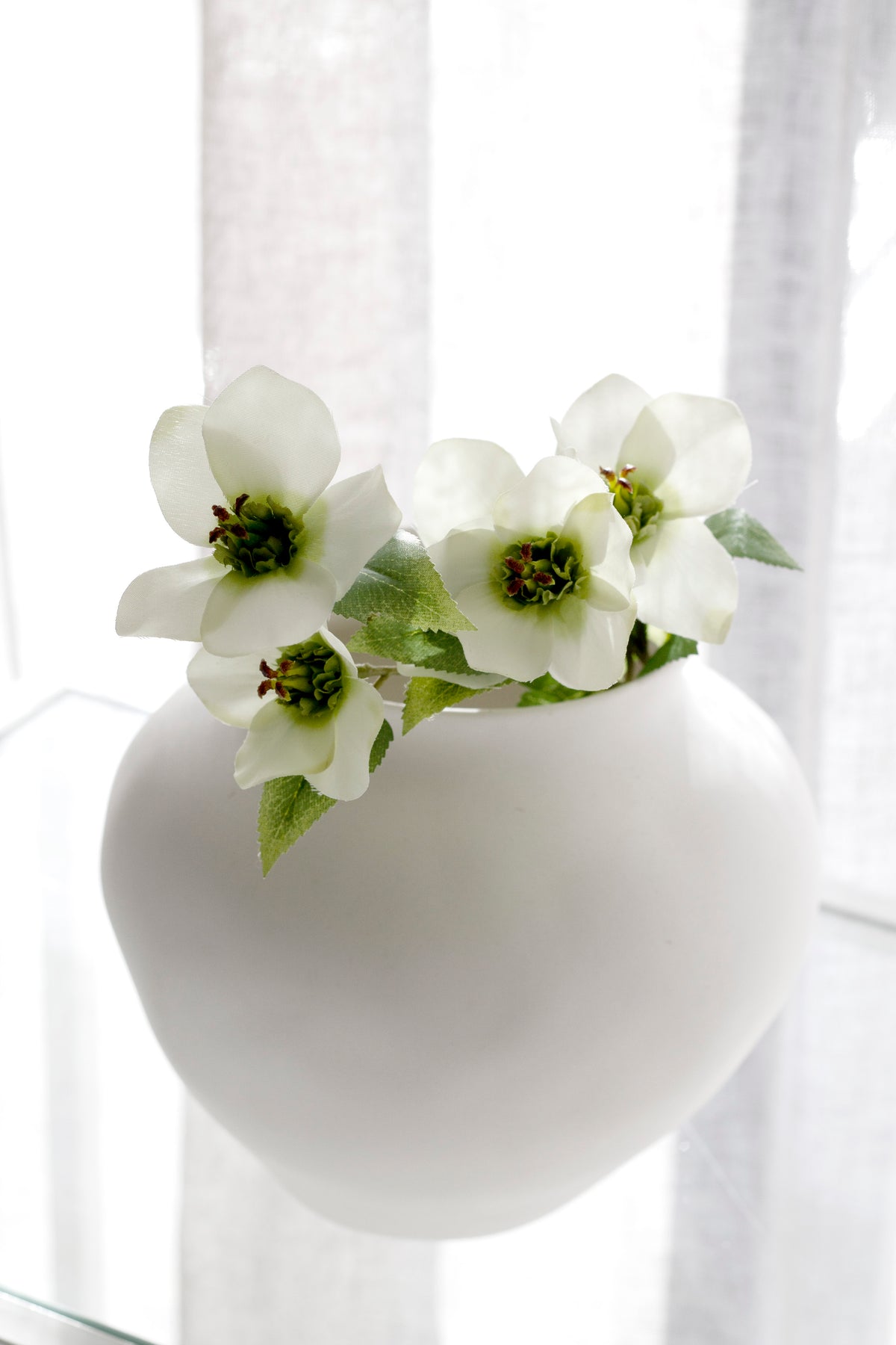 Cream hellebores in a round white vase against sheer curtains