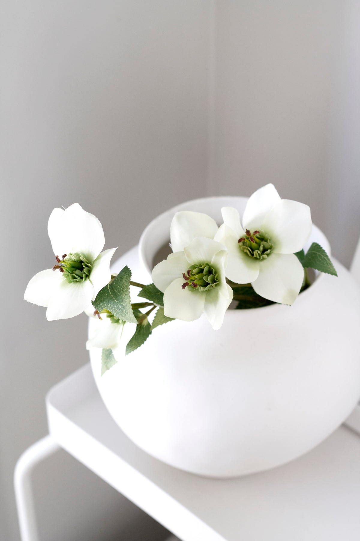 Cream hellebores in a round white vase on a white stool