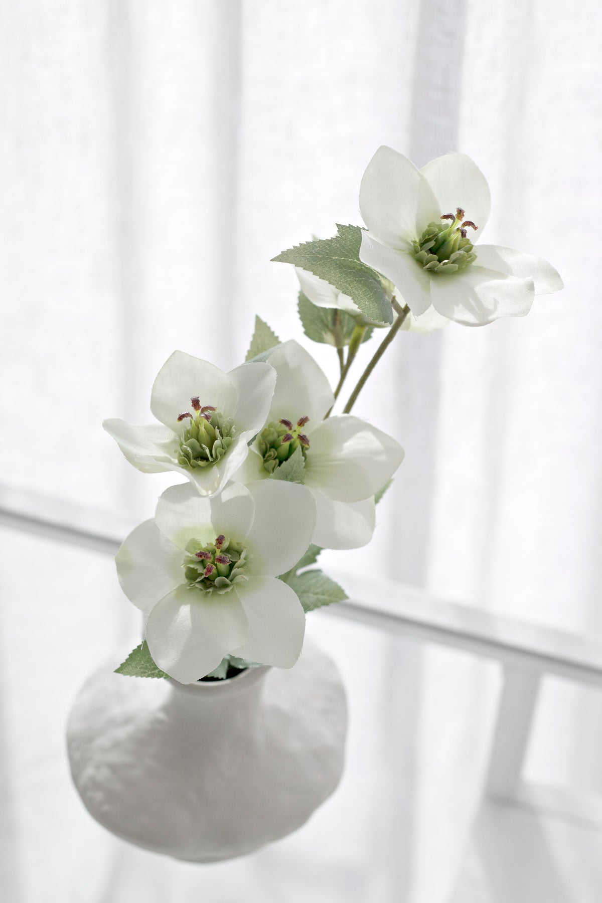 Cream hellebores in a textured white vase by a window