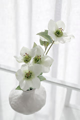 Hellebore Spray - Various Options