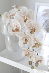 Phalaenopsis Orchid - Various Colours