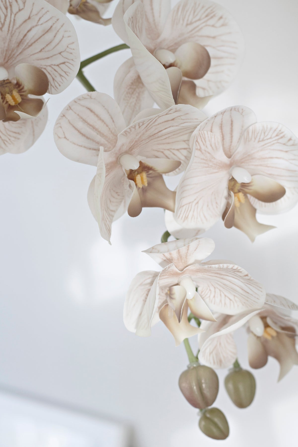 Close crop of cream orchid blooms and buds against a bright window