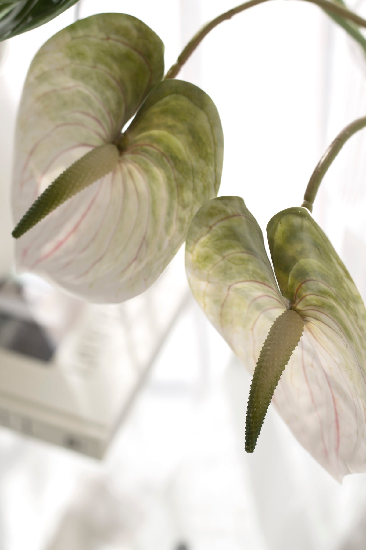 Anthurium Stem, White, Green or Variegated Faux Flower