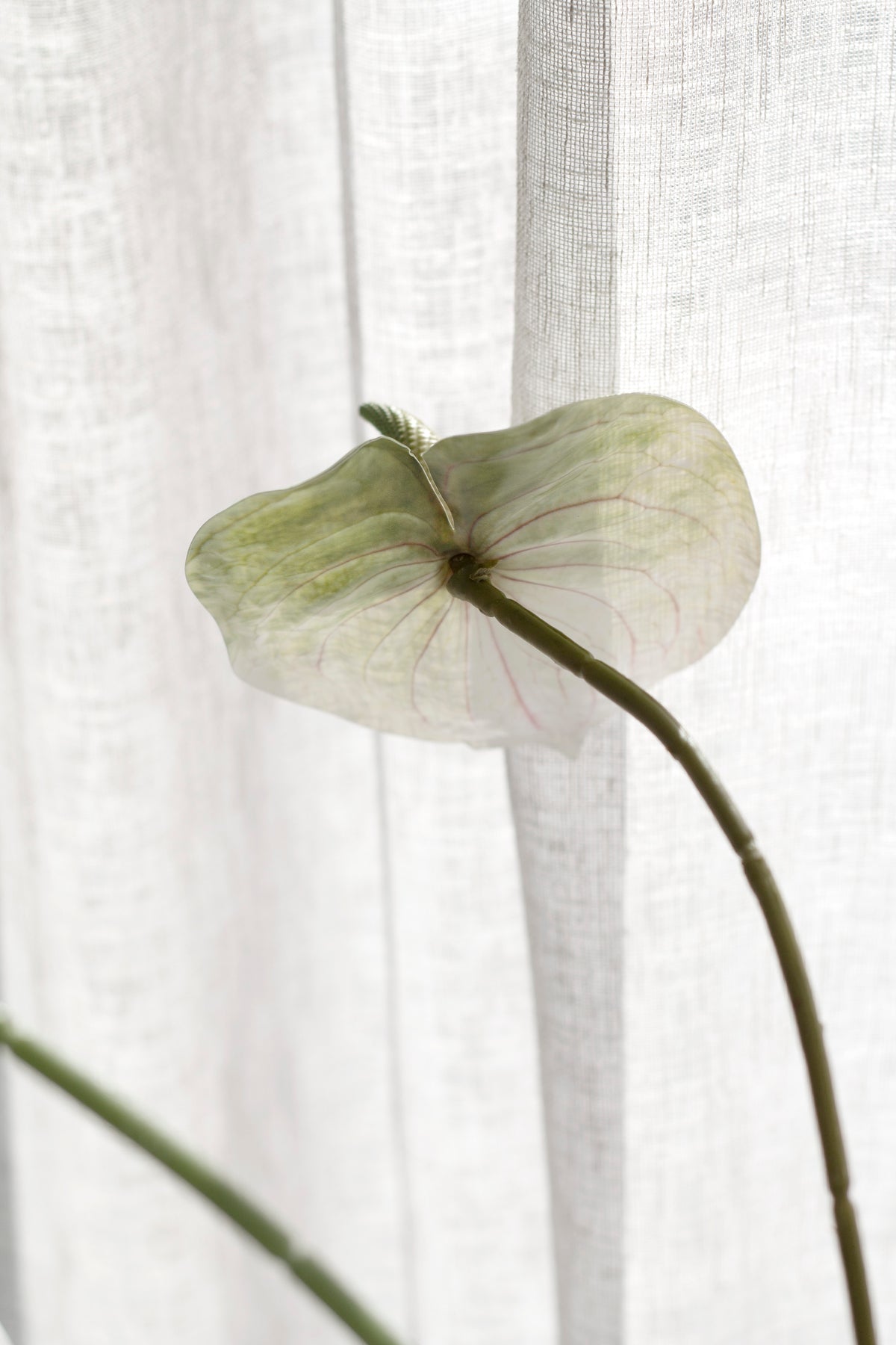 Anthurium Stem, White, Green or Variegated Faux Flower