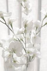 Sweet Pea Cream Faux Stem | 63cm