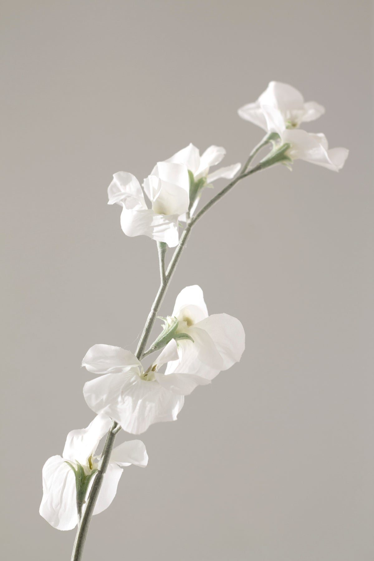 Arching sweet pea stem against a grey backdrop
