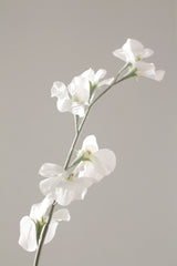 Sweet Pea Cream Faux Stem | 63cm