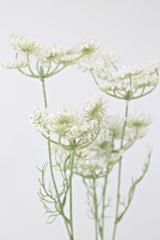 Dill Spray White