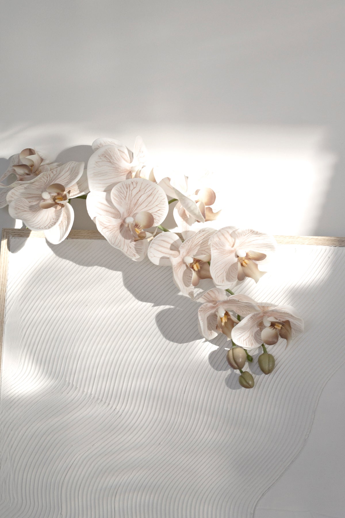 A cream orchid stem lying across a white textured surface in strong sunlight