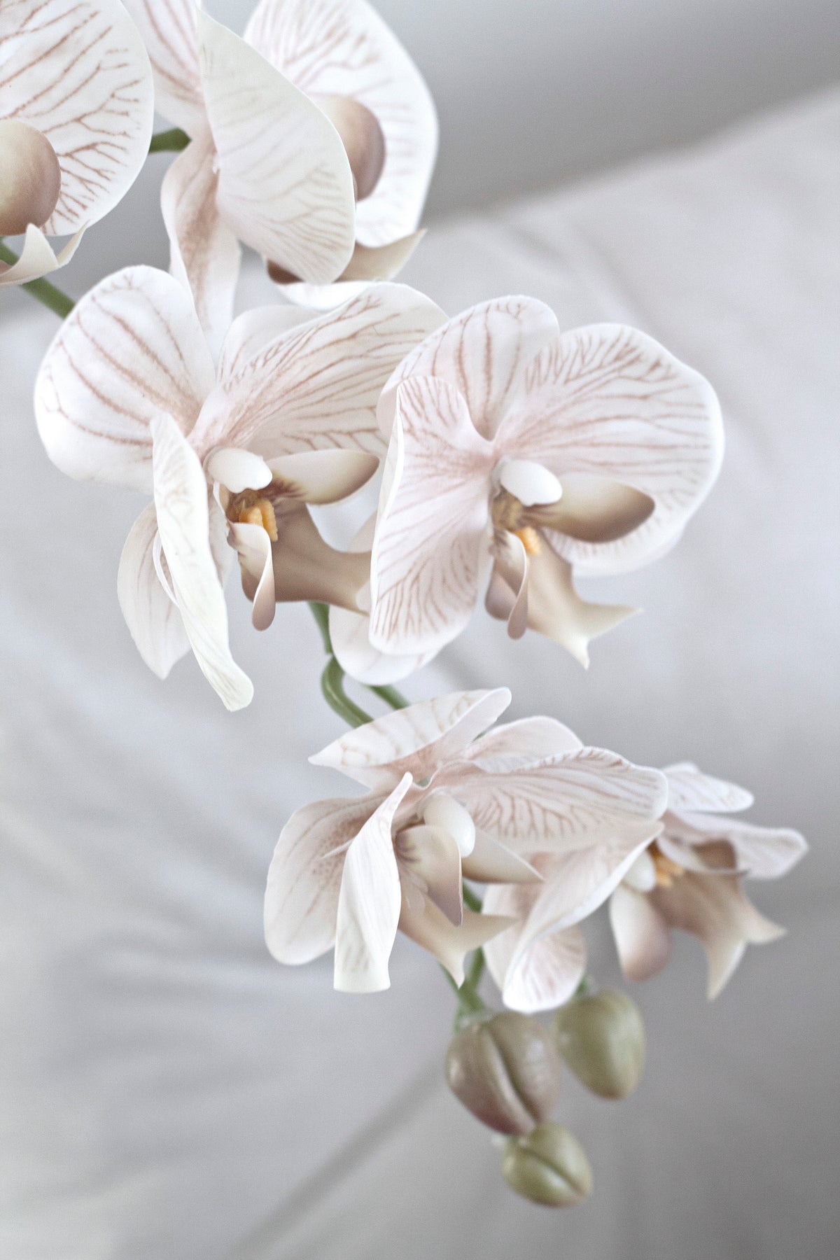 Close crop of blush orchid blooms and green buds against white fabric