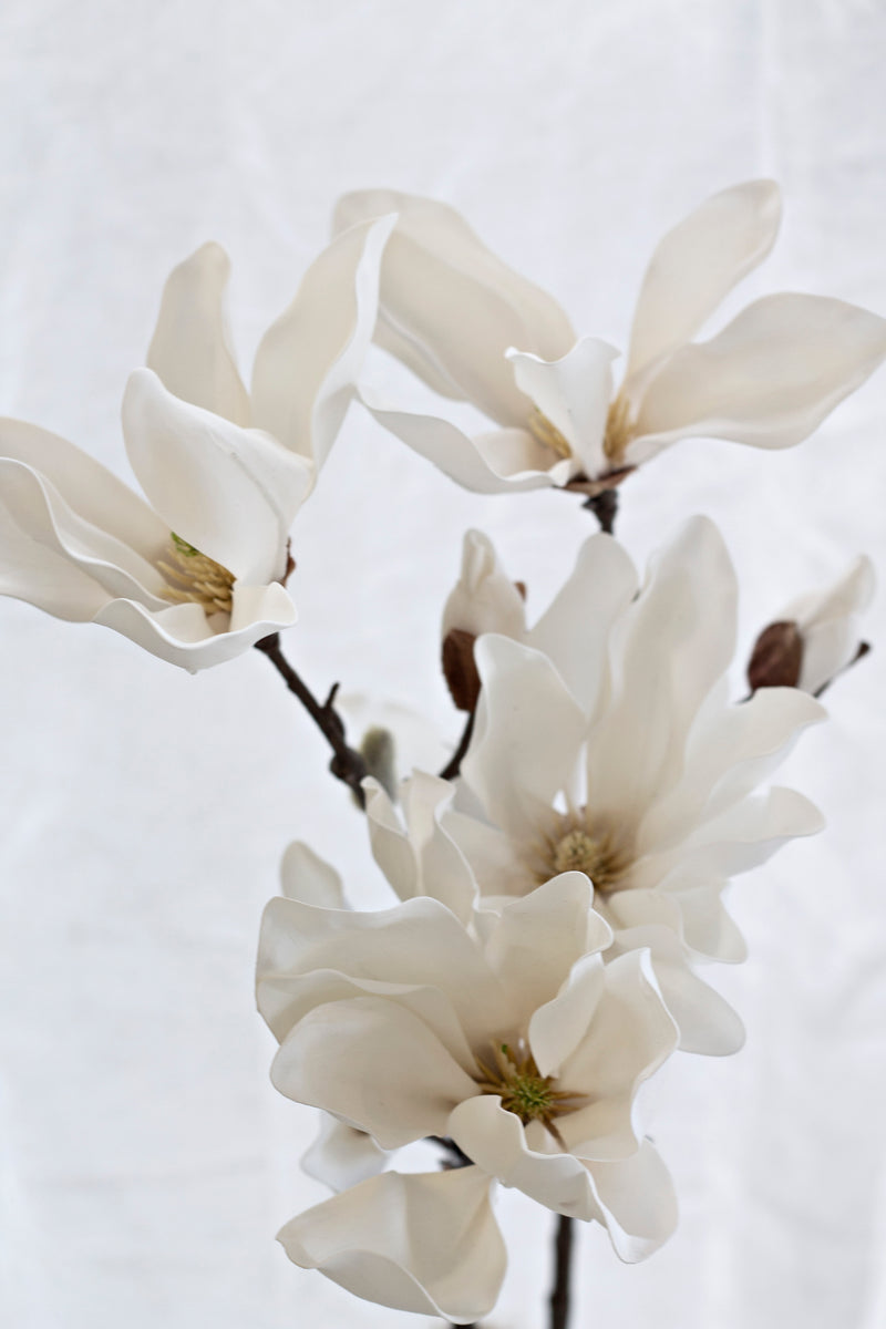 Fairy Magnolia 78cm White