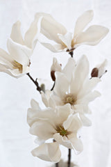 Fairy Magnolia 78cm White