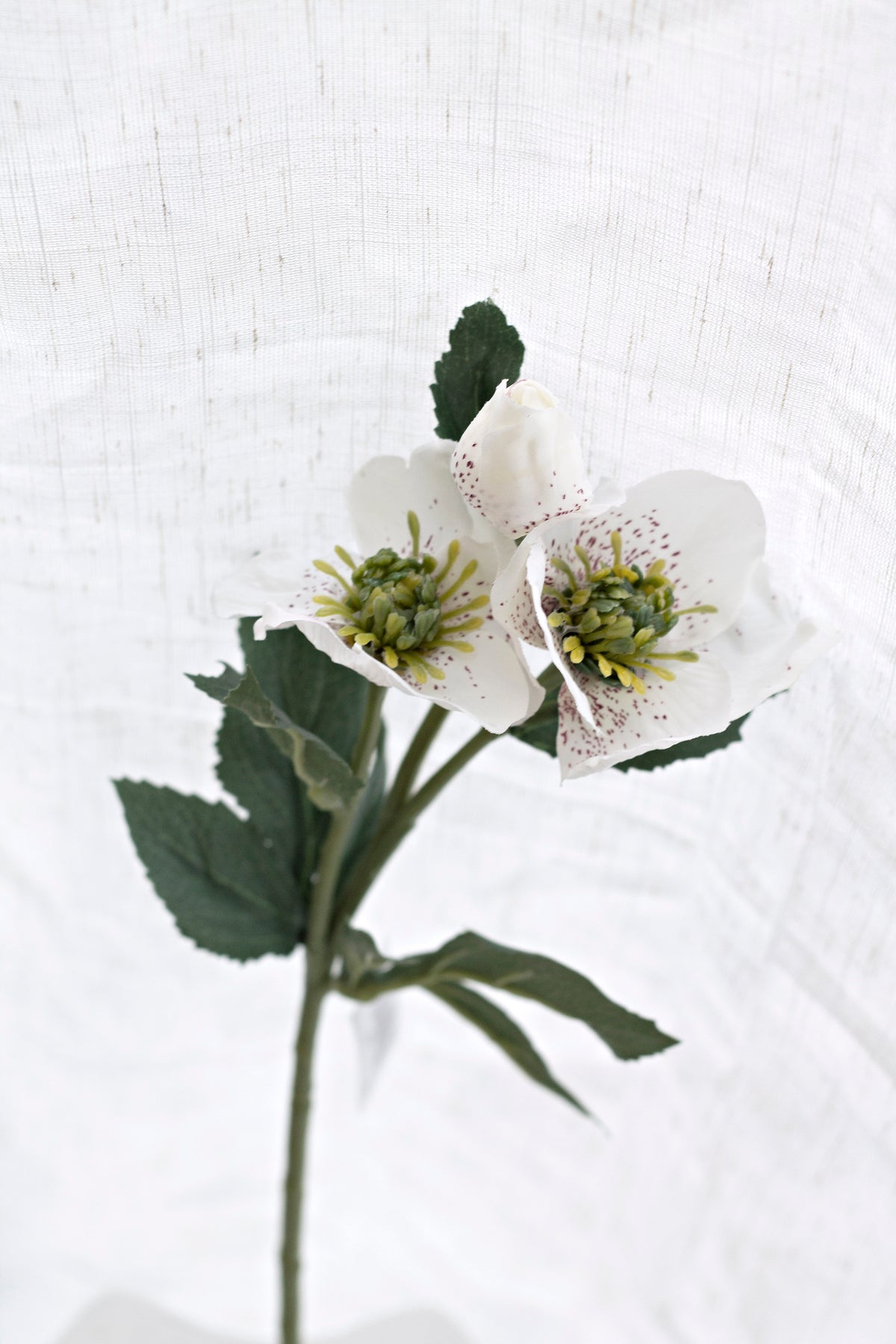 Garden Hellebore Stem, White 40cm Faux Flower