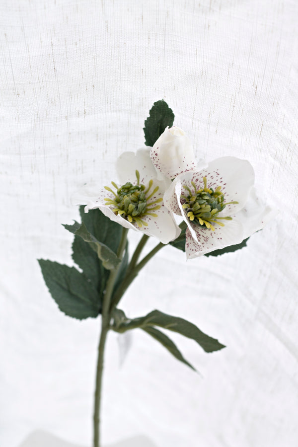 Garden Hellebore - White