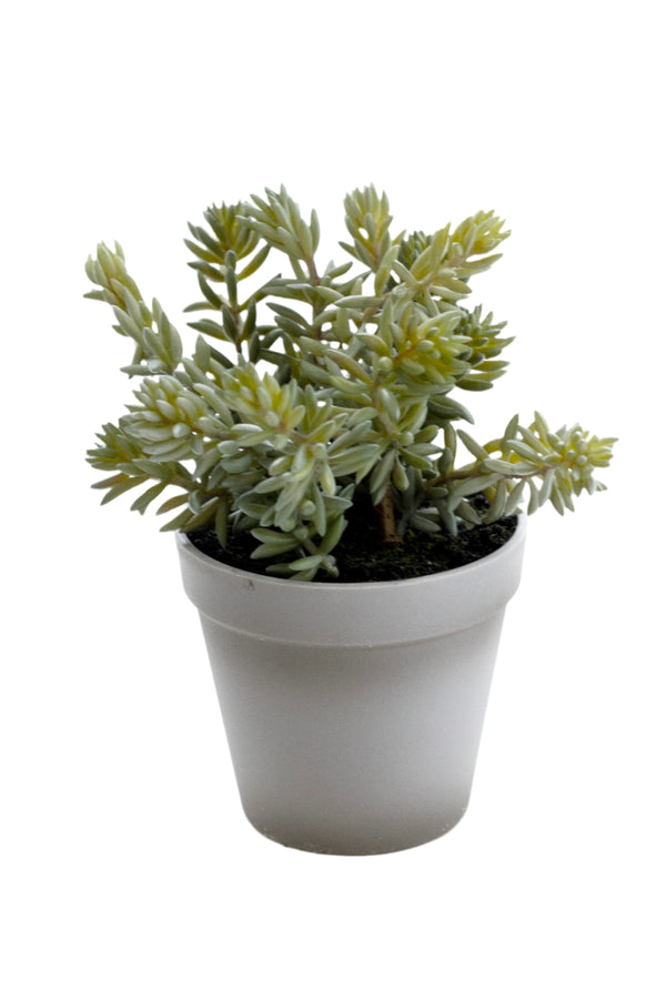 Angelina Succulent Grey Pot