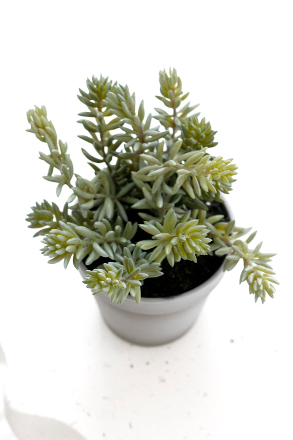 Angelina Succulent Grey Pot