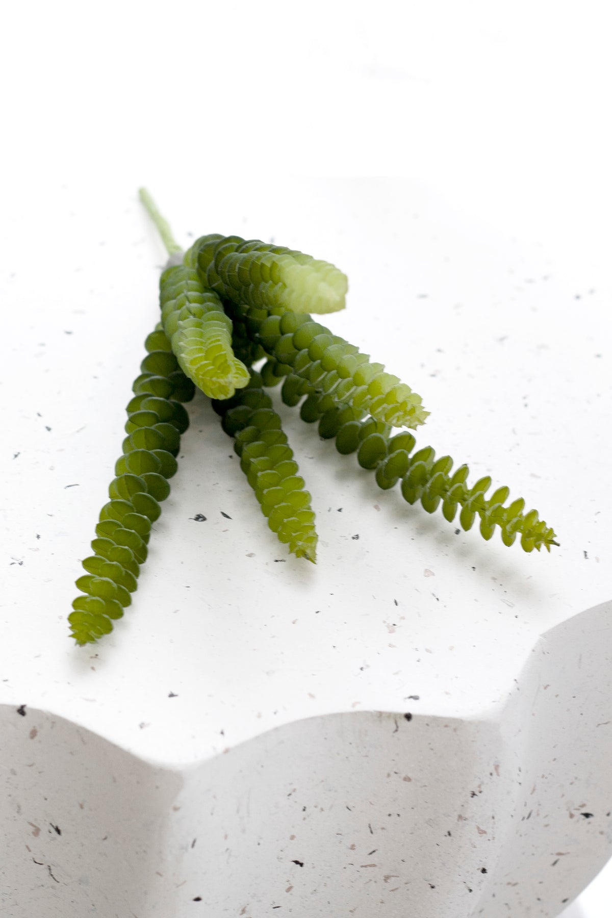 Babies Necklace Succulent, 25cm Potted Trailing Faux Plant