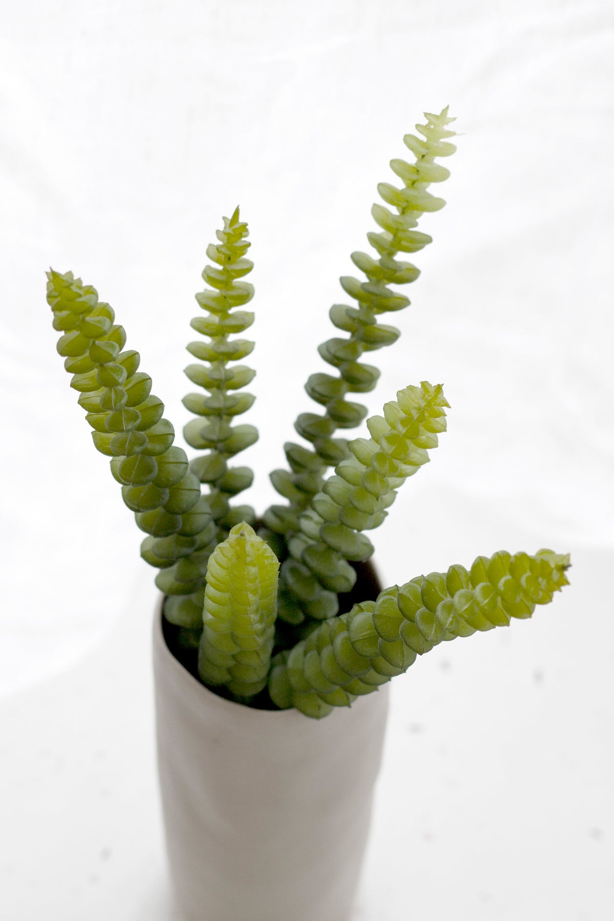 Babies Necklace Succulent, 25cm Potted Trailing Faux Plant