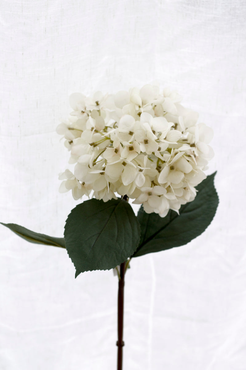 Mophead Hydrangea - Cream