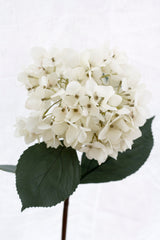 Mophead Hydrangea - Cream