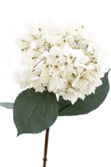 Mophead Hydrangea - Cream