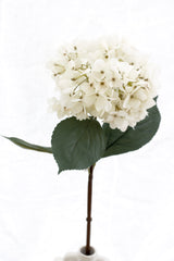 Mophead Hydrangea - Cream