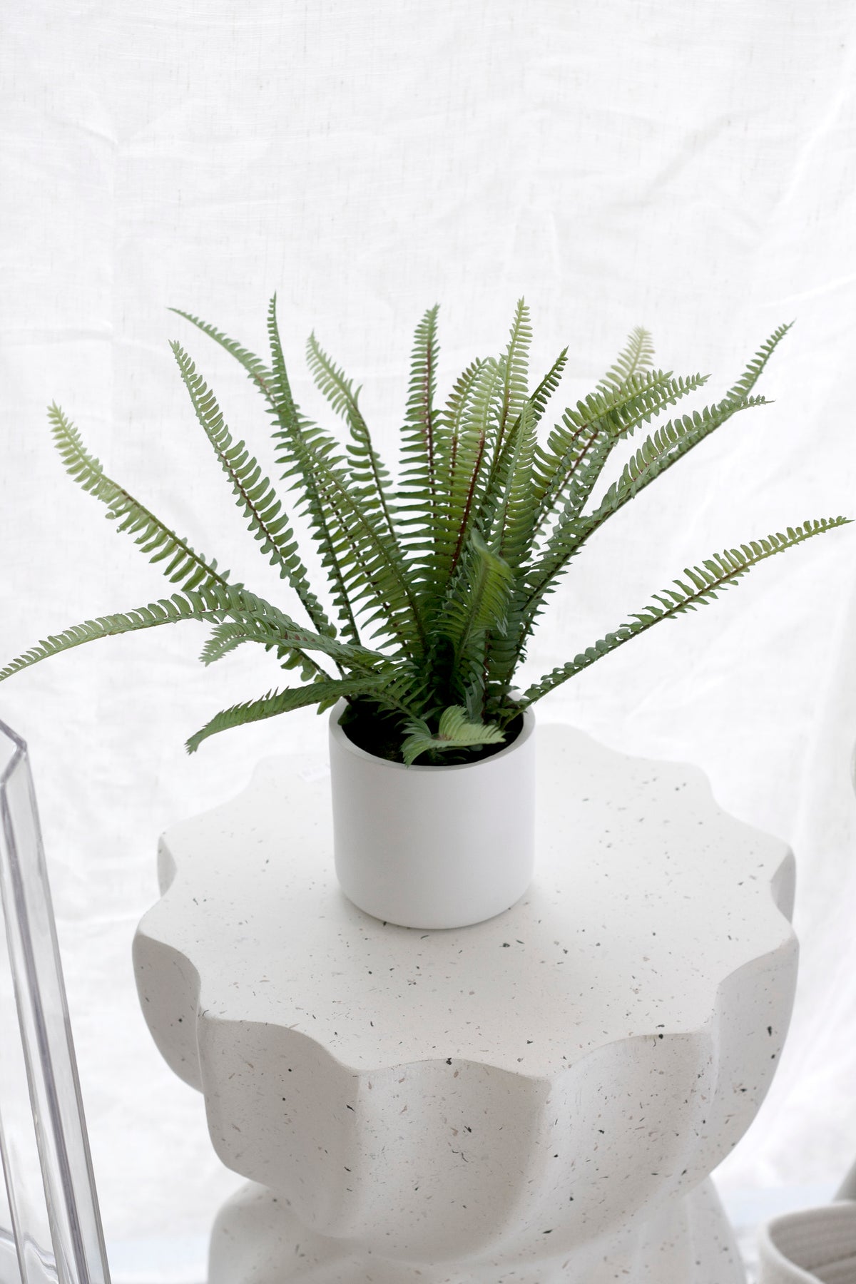 Faux ladder fern in a white pot on a scalloped white side table