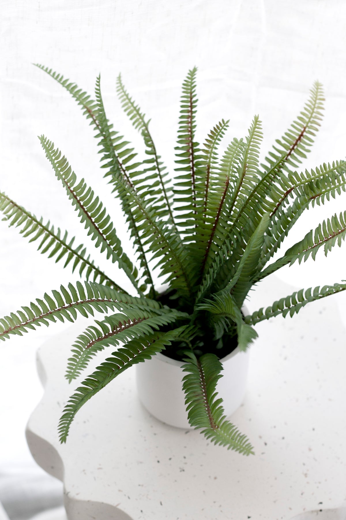 Close view of the faux ladder fern's arching green fronds