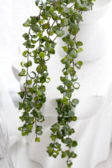 Hanging Shell Plant 90cm