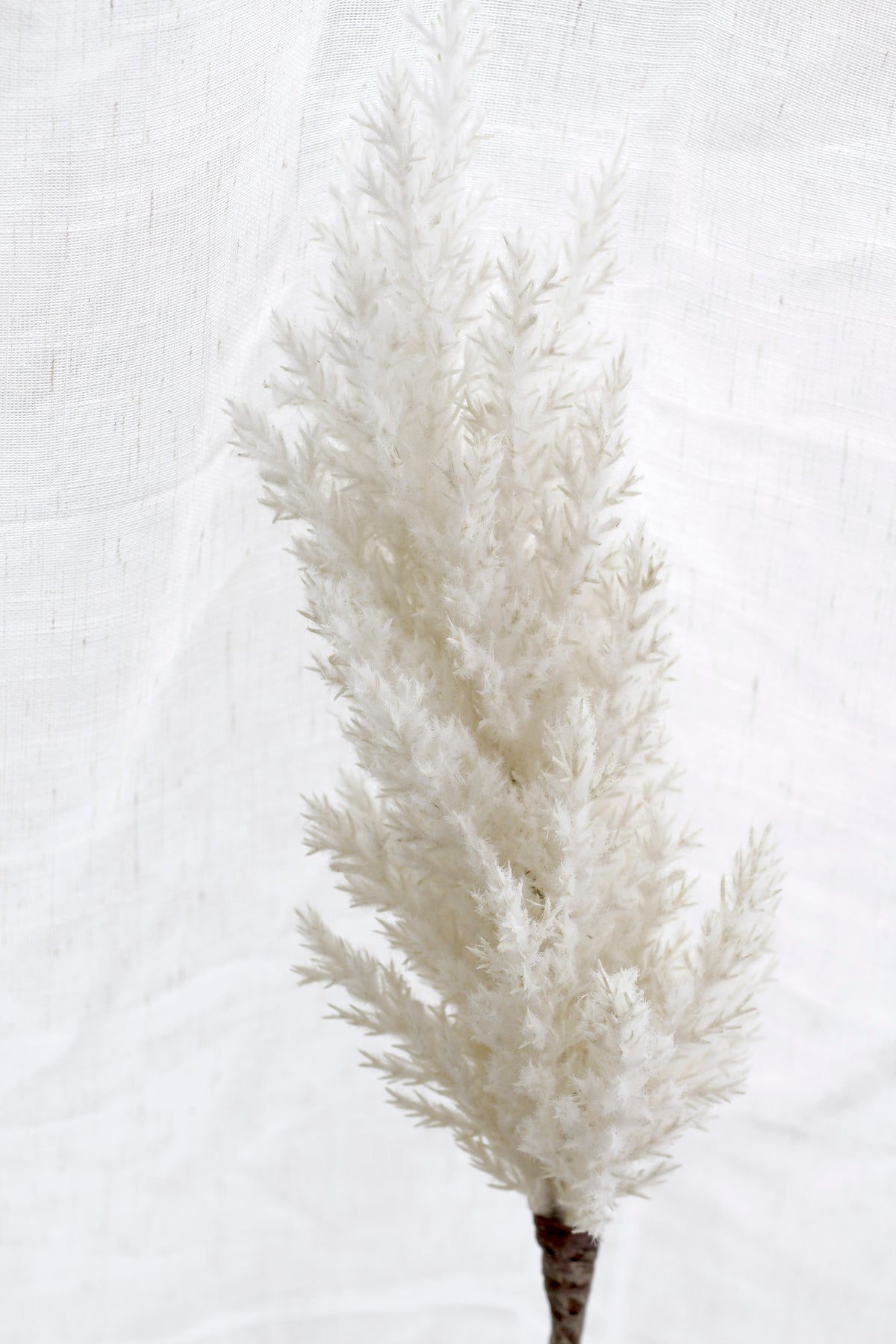 Full cream astilbe plume with its bare stem laid against white linen