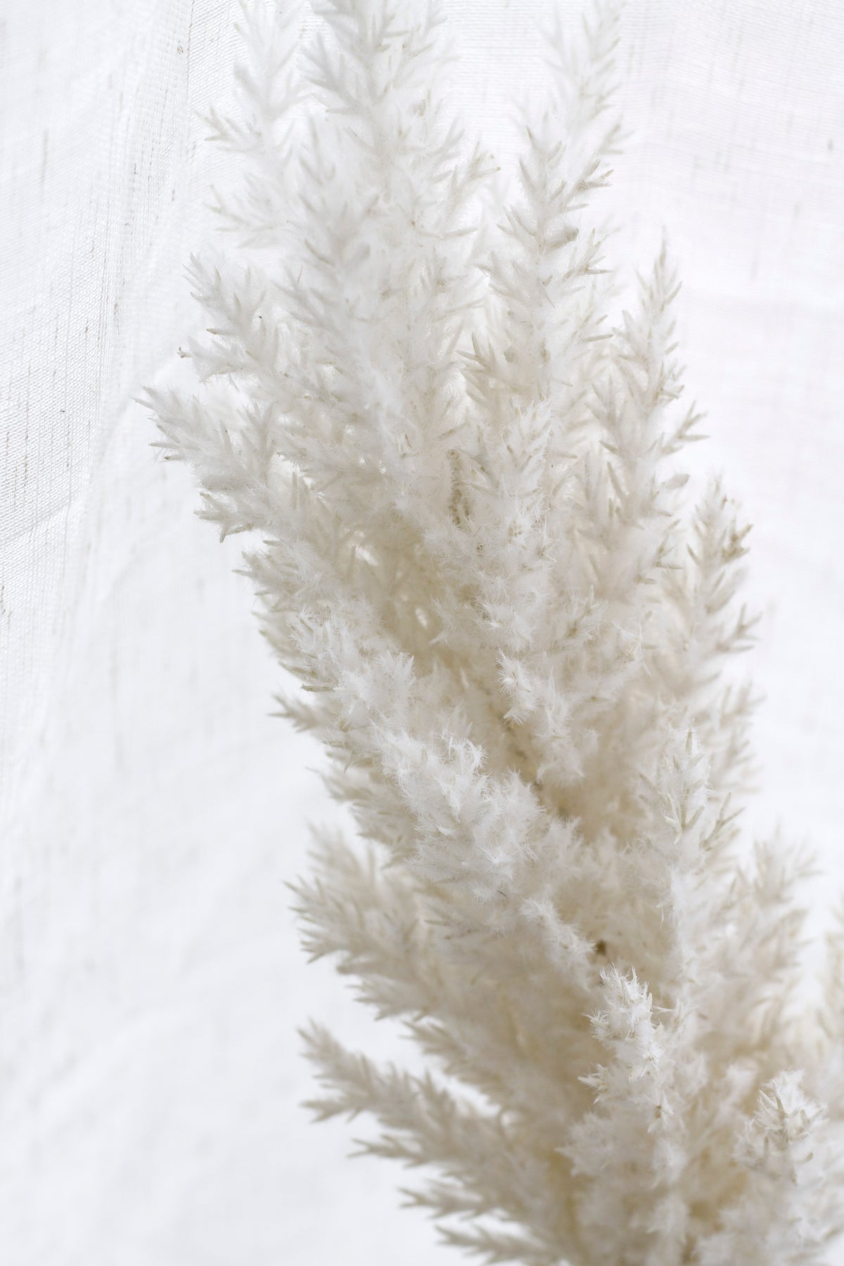 Close crop of a single cream astilbe plume against soft white linen