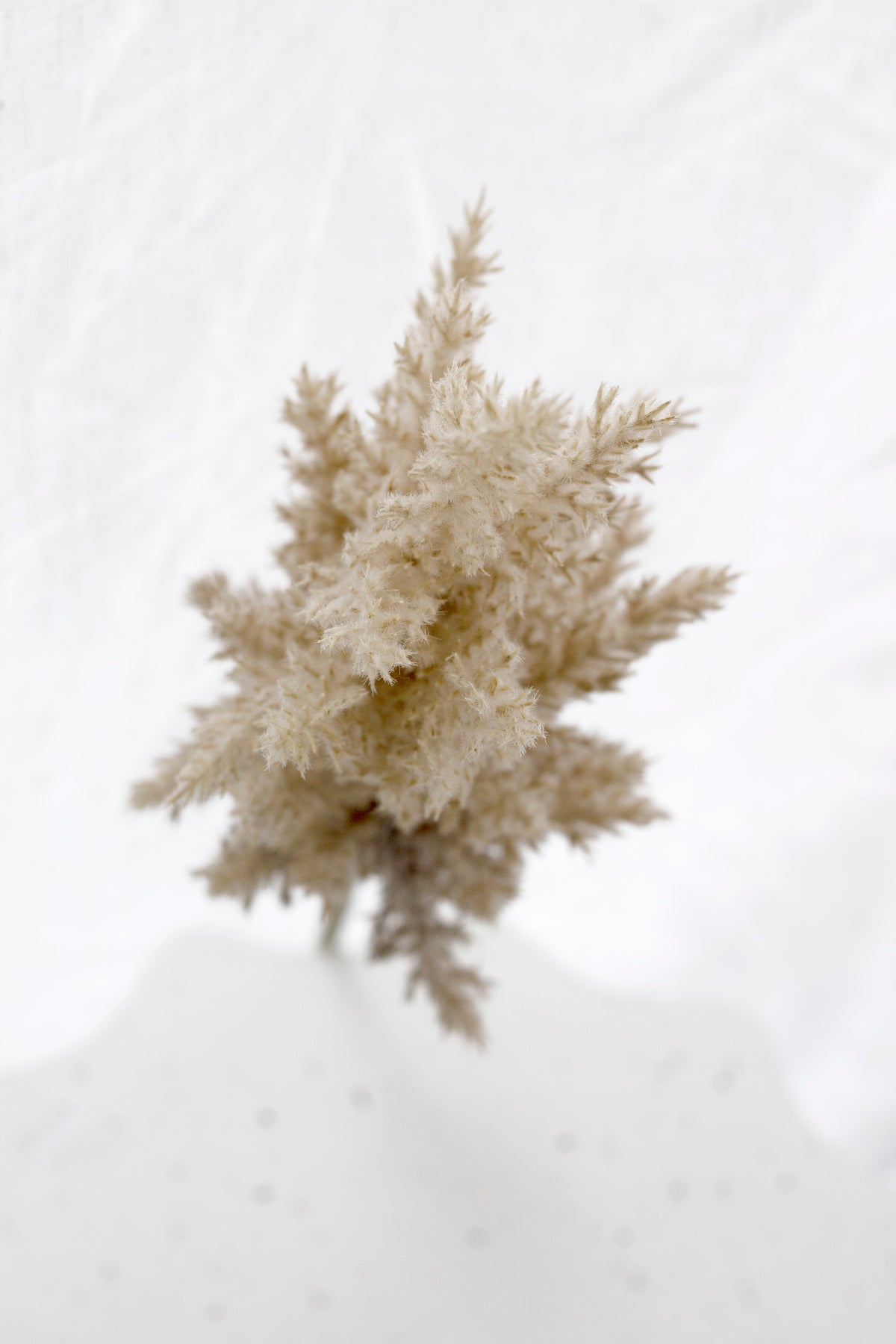 The tan astilbe plume seen from above, splayed across white fabric
