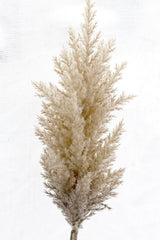 Dried-Look Astilbe Spray - Cream / Brown