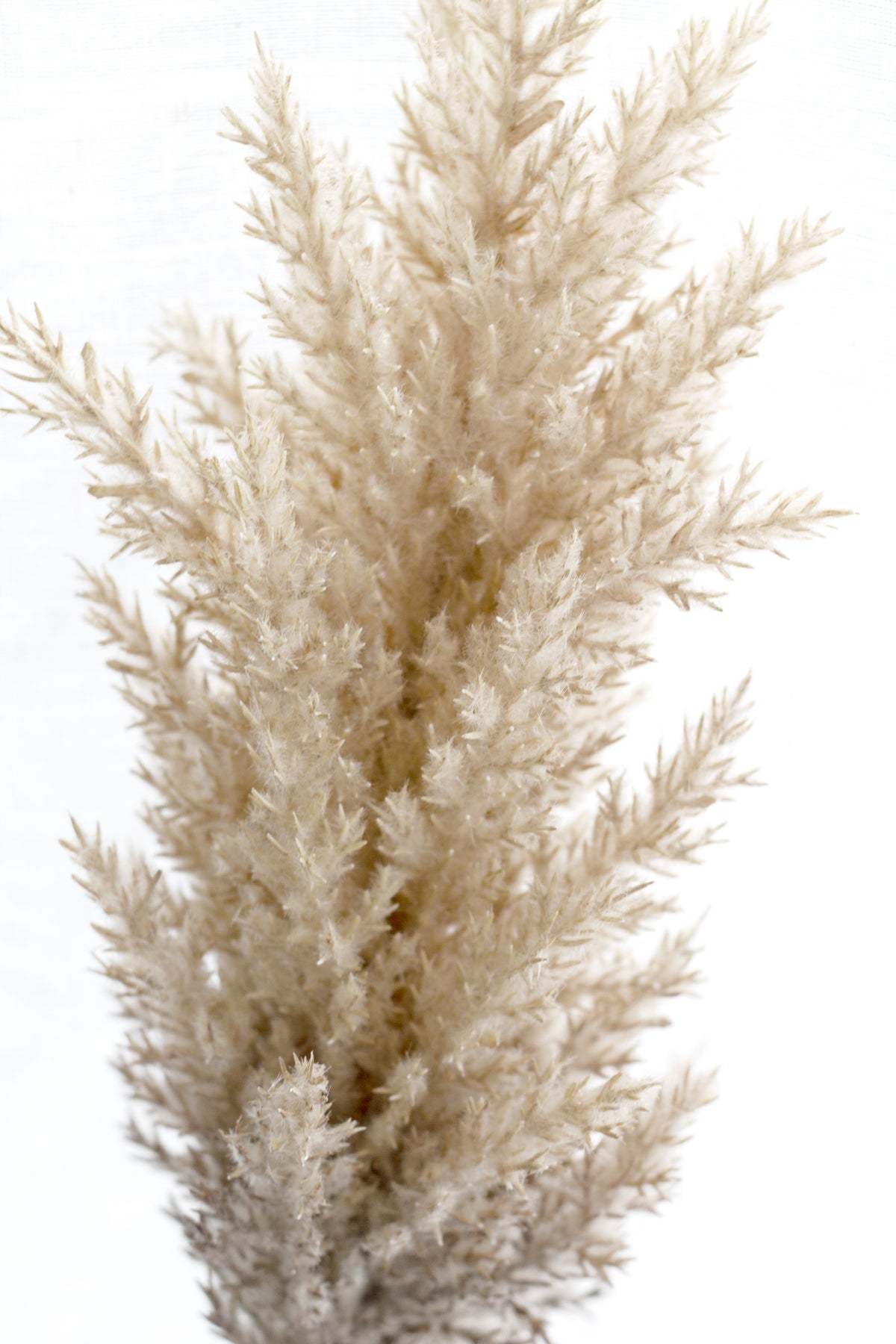 Close crop of the tan plume filling the frame, its fine feathery texture in view