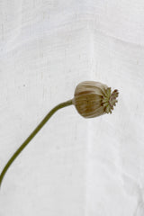 Poppy Seed Stem Dried Look