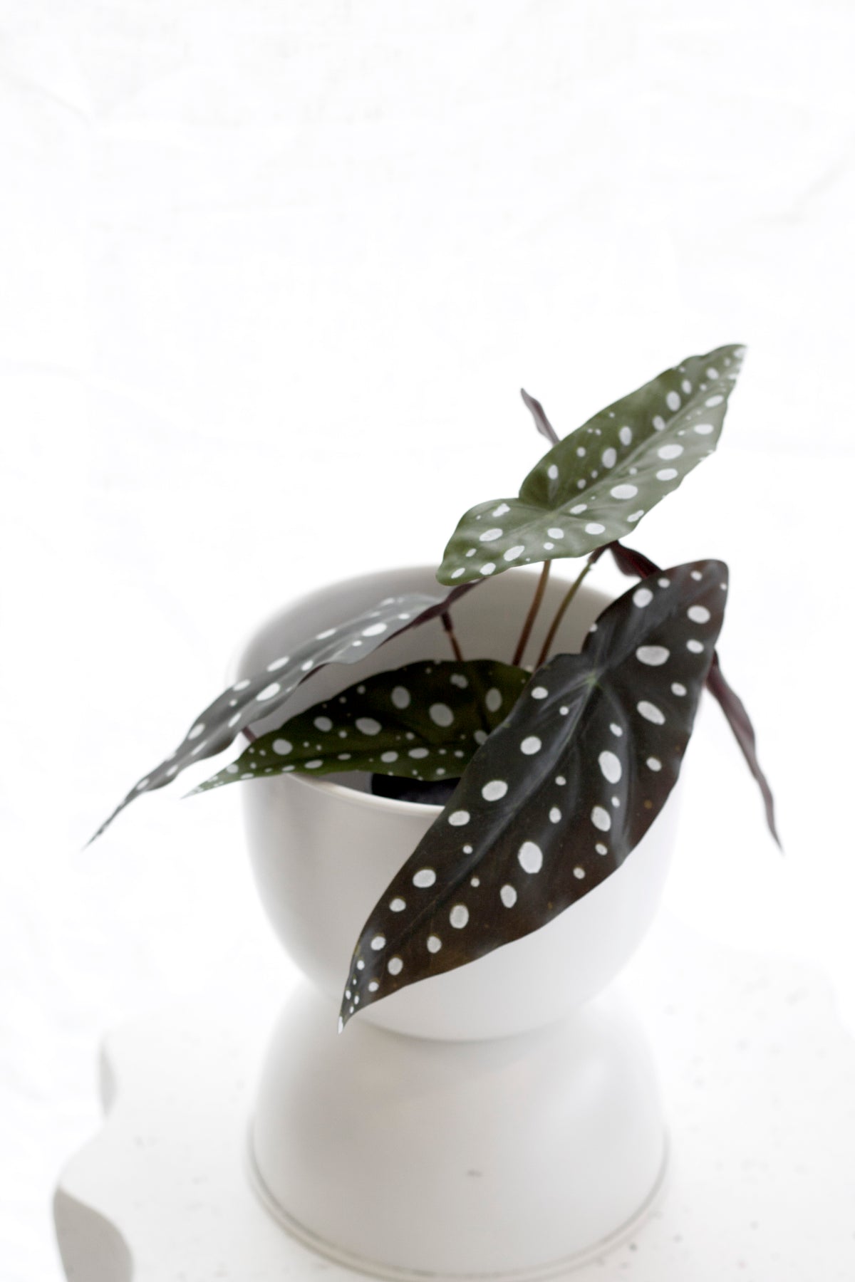 Angel Wing Begonia, 24cm Potted Faux Plant