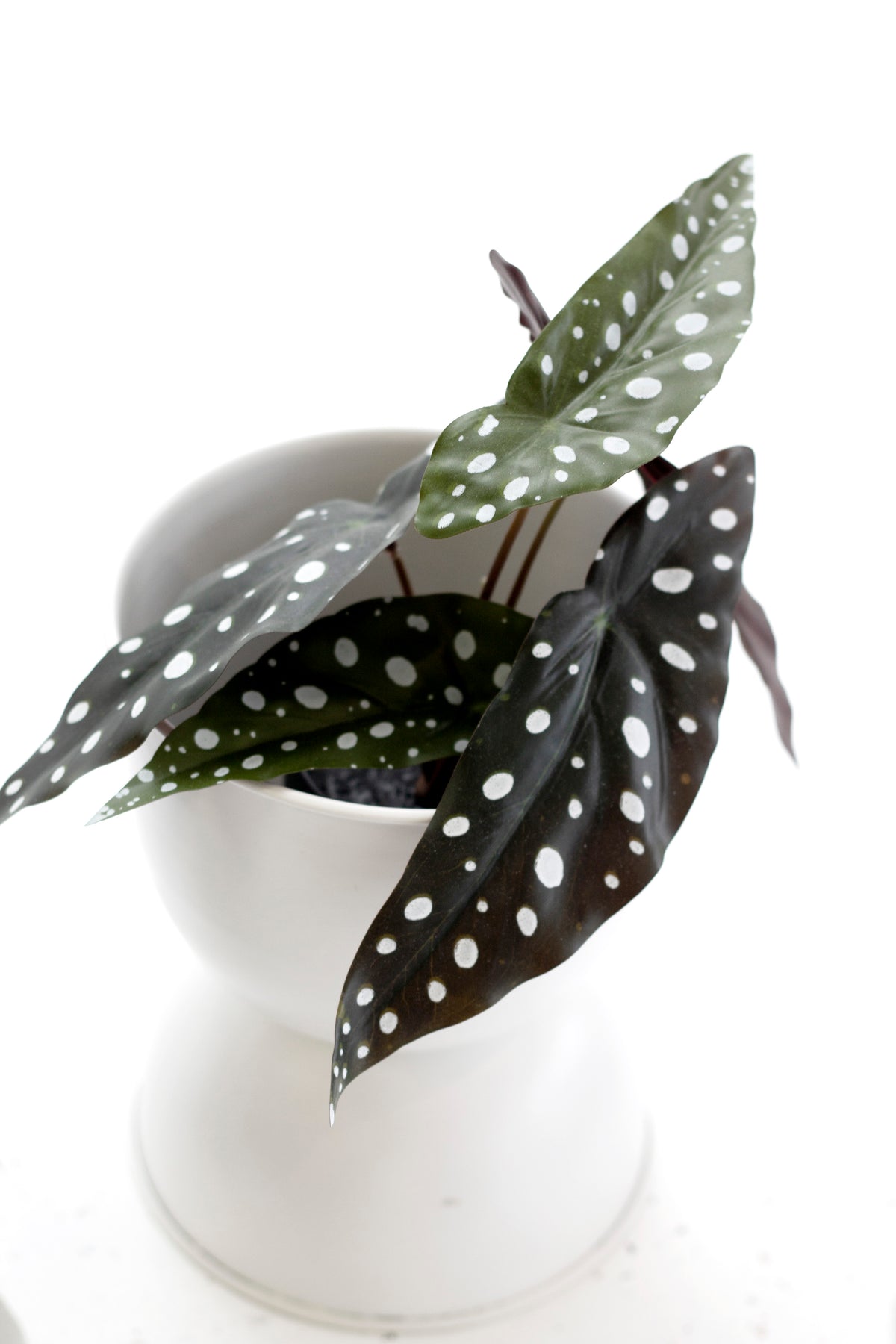 Angel Wing Begonia, 24cm Potted Faux Plant