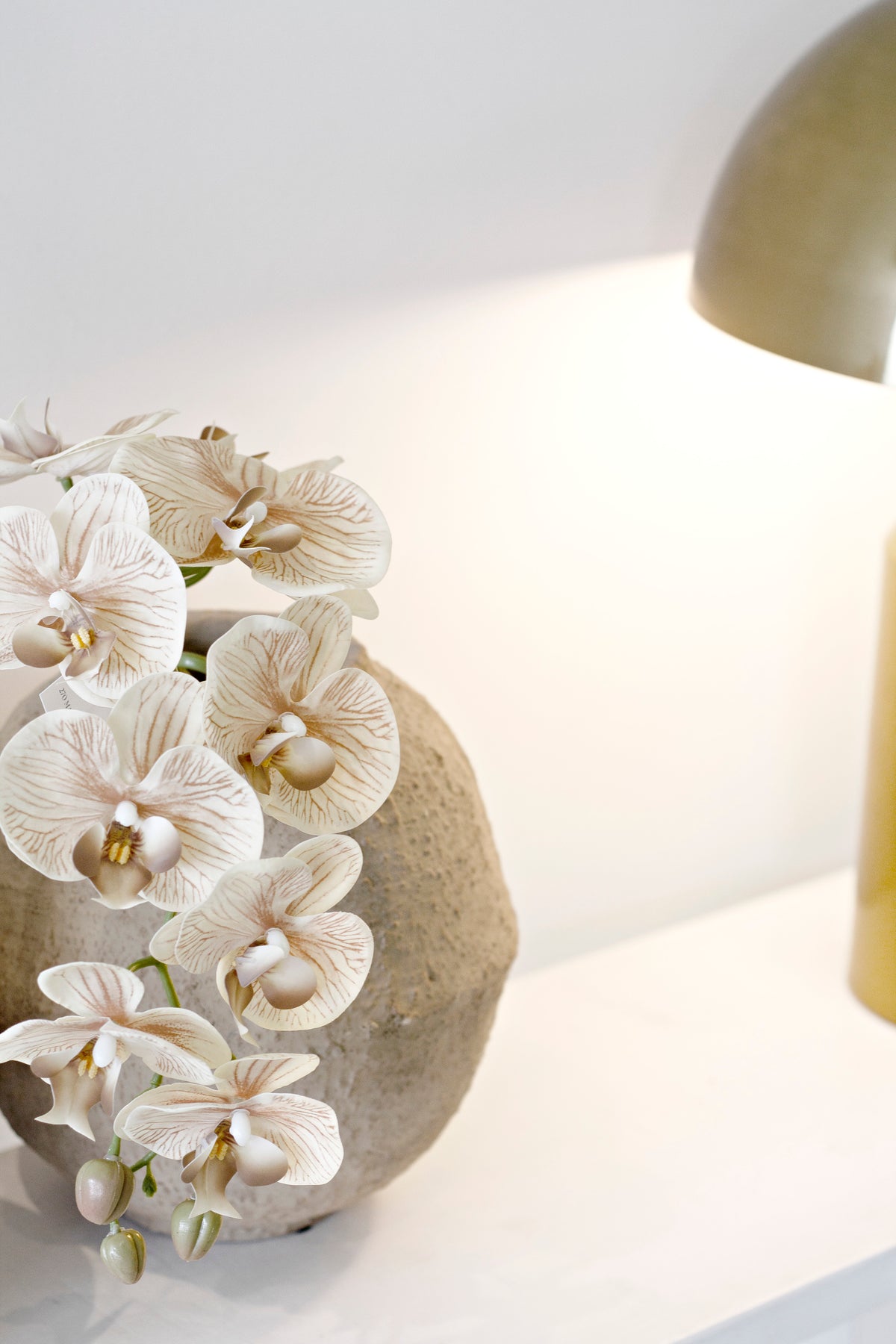 Orchids in a sandy stone vase in warm lamplight, the blooms glowing against white