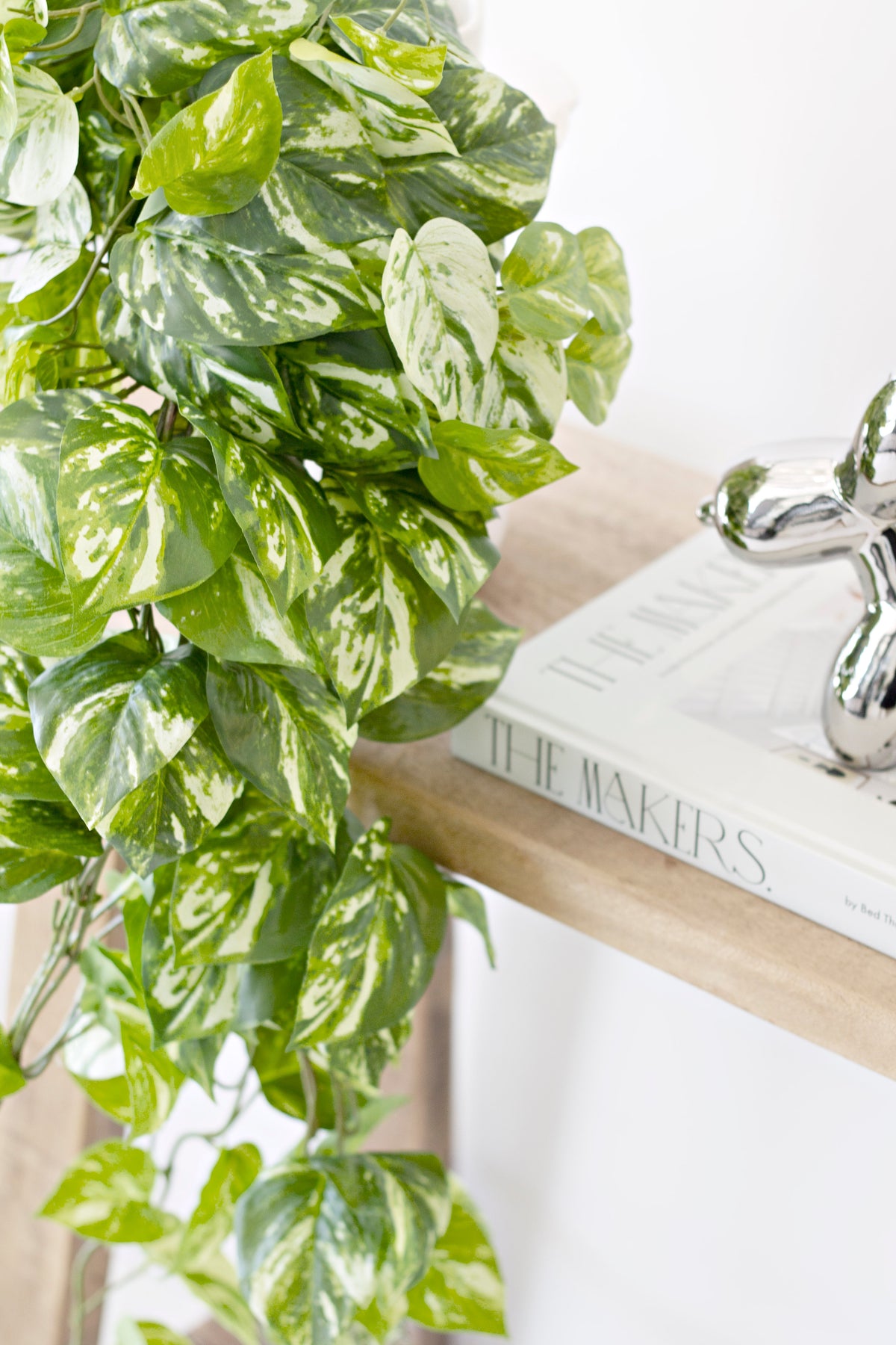 Variegated pothos leaves draping over the edge of a timber shelf beside a silver balloon dog