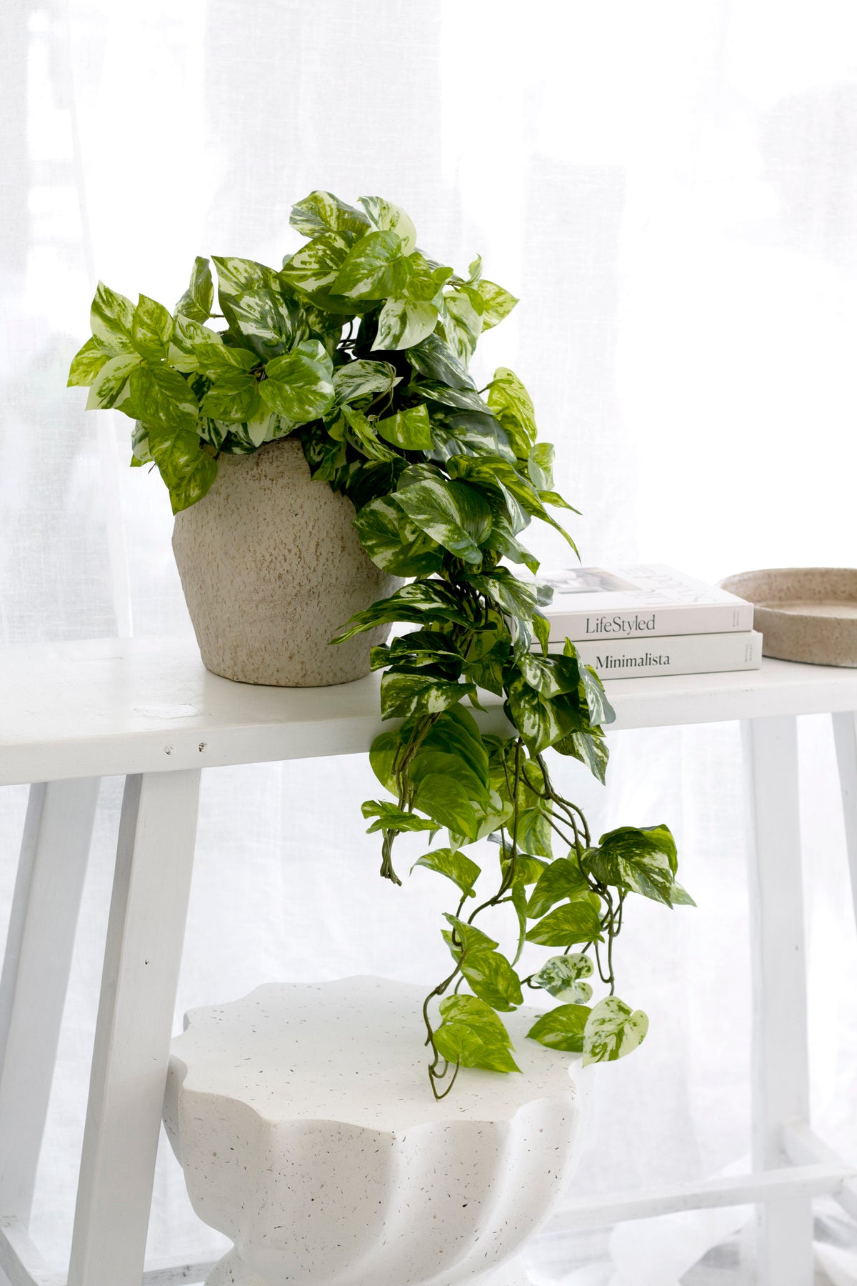 Variegated pothos in a stone pot on a white bench, sheer curtains and a textured stool behind