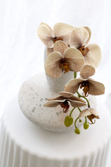 Phalaenopsis Orchid - Various Colours