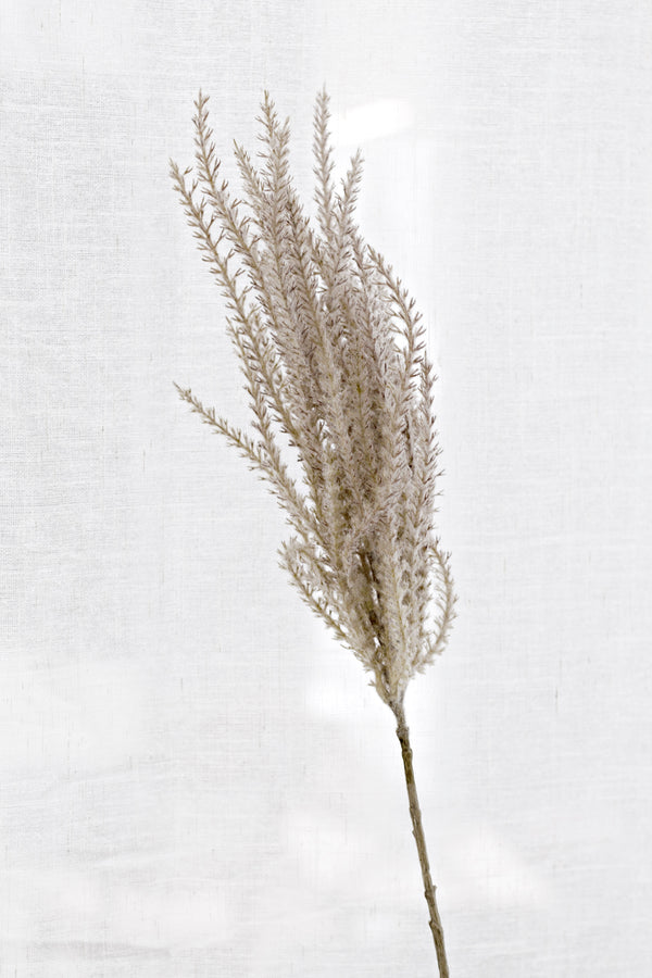 Common Reed Grass Spray – Faux Botanical Stem, 81cm
