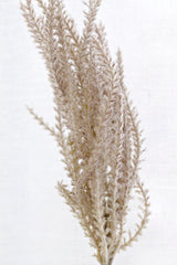 Common Reed Grass Spray – Faux Botanical Stem, 81cm