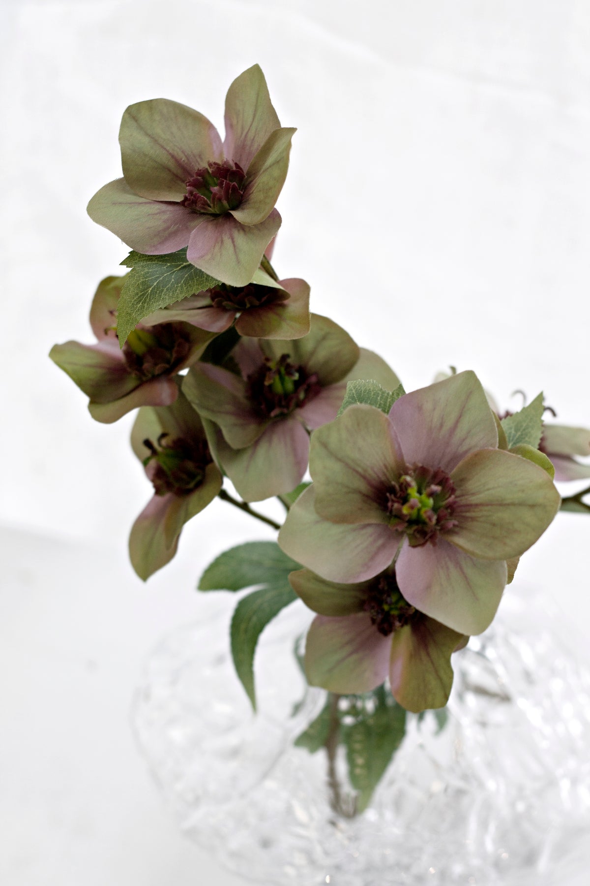 Mauve hellebores in a crystal vase against white