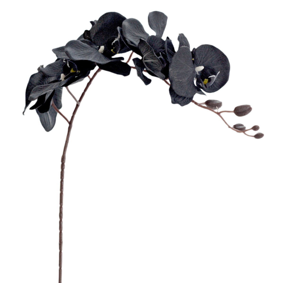 Faux black phalaenopsis orchid stem with arching blooms, on white