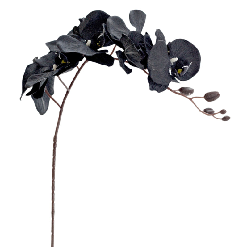Black Phalaenopsis Orchid Stem