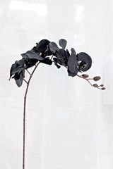 Black Phalaenopsis Orchid Stem
