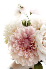 Pom Pom Dahlia - Pink