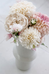 Pom Pom Dahlia - Cream